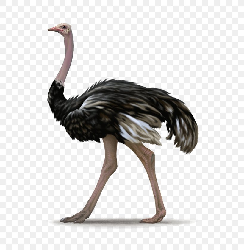 Common Ostrich Bird, PNG, 600x840px, Common Ostrich, Beak, Bird, Cassowary, Emu Download Free