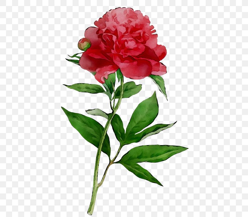 Cut Flowers Floral Design Rose Carnation, PNG, 460x718px, Cut Flowers, Art, Botany, Camellia, Canvas Download Free