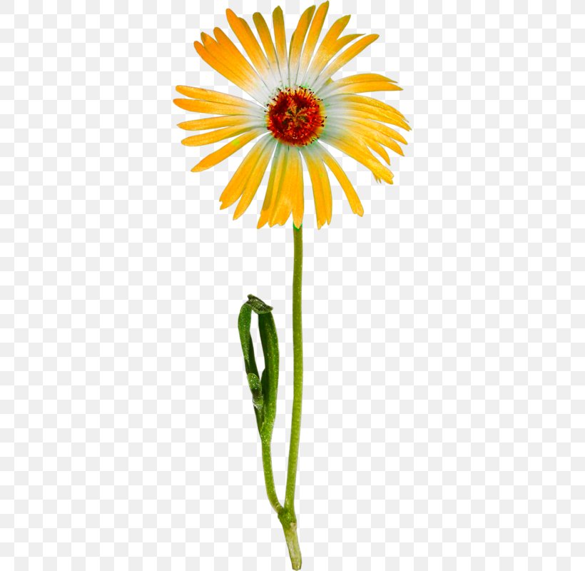 Flower Transvaal Daisy Clip Art, PNG, 336x800px, Flower, Chrysanths, Common Sunflower, Cut Flowers, Daisy Download Free
