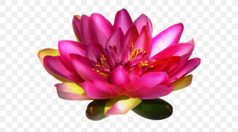 Love Friendship Blog Skyrock Gift, PNG, 600x454px, Love, Aquatic Plant, Blog, Flower, Flowering Plant Download Free