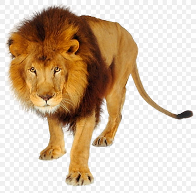 Tiger Felidae Cat East African Lion Liger, PNG, 1004x991px, Tiger, Animal Figure, Big Cat, Big Cats, Carnivore Download Free