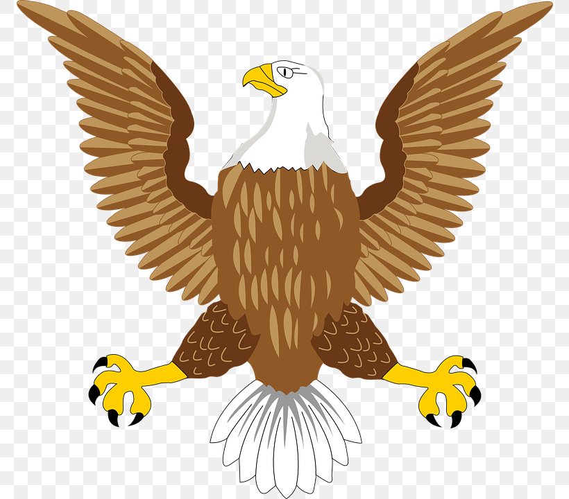 Bald Eagle Bird Symbol, PNG, 774x720px, Bird, Accipitriformes, Bald Eagle, Beak, Bird Of Prey Download Free
