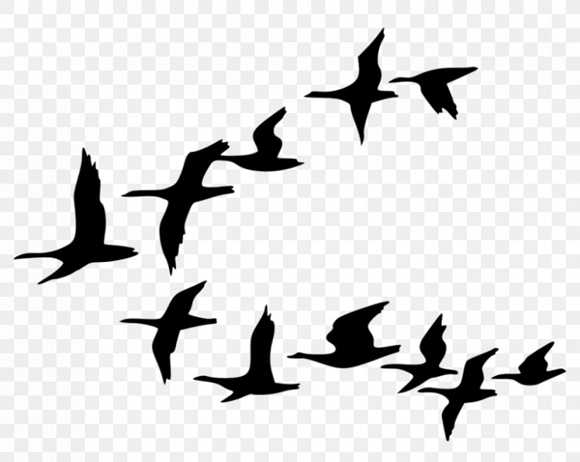 Bird Silhouette, PNG, 840x670px, Bird, Animal Migration, Animation, Beak, Bird Migration Download Free