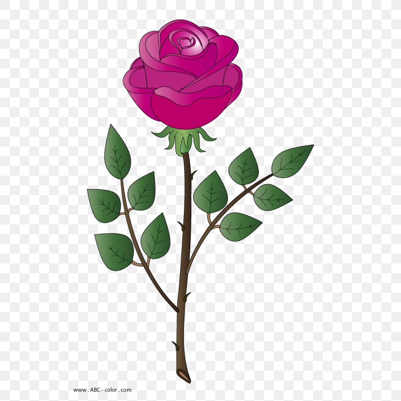 Garden Roses Centifolia Roses Drawing Raster Graphics Clip Art, PNG, 567x822px, Garden Roses, Branch, Centifolia Roses, Cut Flowers, Digital Image Download Free