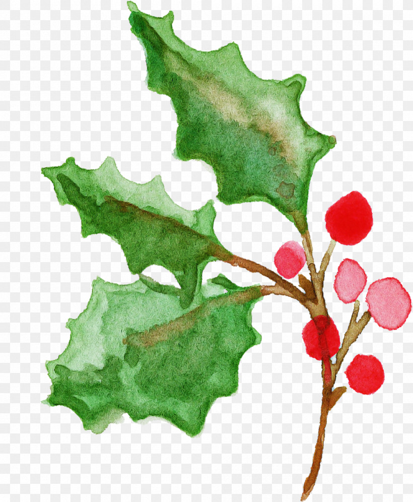 Holly, PNG, 1000x1215px, Leaf, American Holly, Black Maple, Flower, Holly Download Free