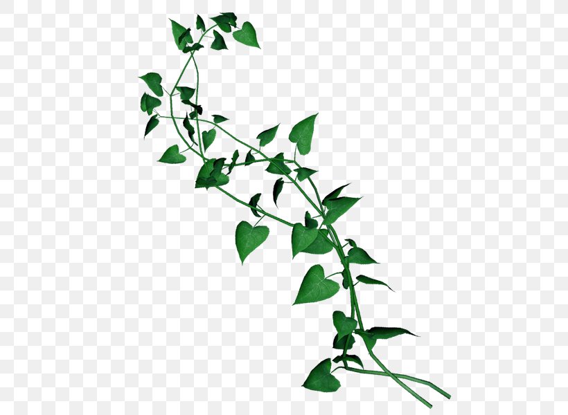 Liana Common Ivy Evergreen Leaf, PNG, 525x600px, Liana, Branch, Common Ivy, Evergreen, Flora Download Free