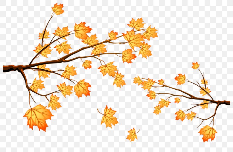 Maple Leaf, PNG, 800x536px, Maple, Autumn, Blossom, Branch, Cartoon Download Free