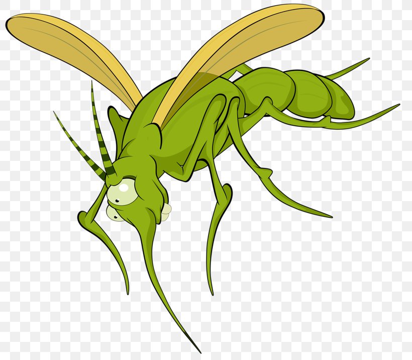 Mosquito Insect Illustration, PNG, 800x716px, Mosquito, Art, Arthropod, Cartoon, Drawing Download Free