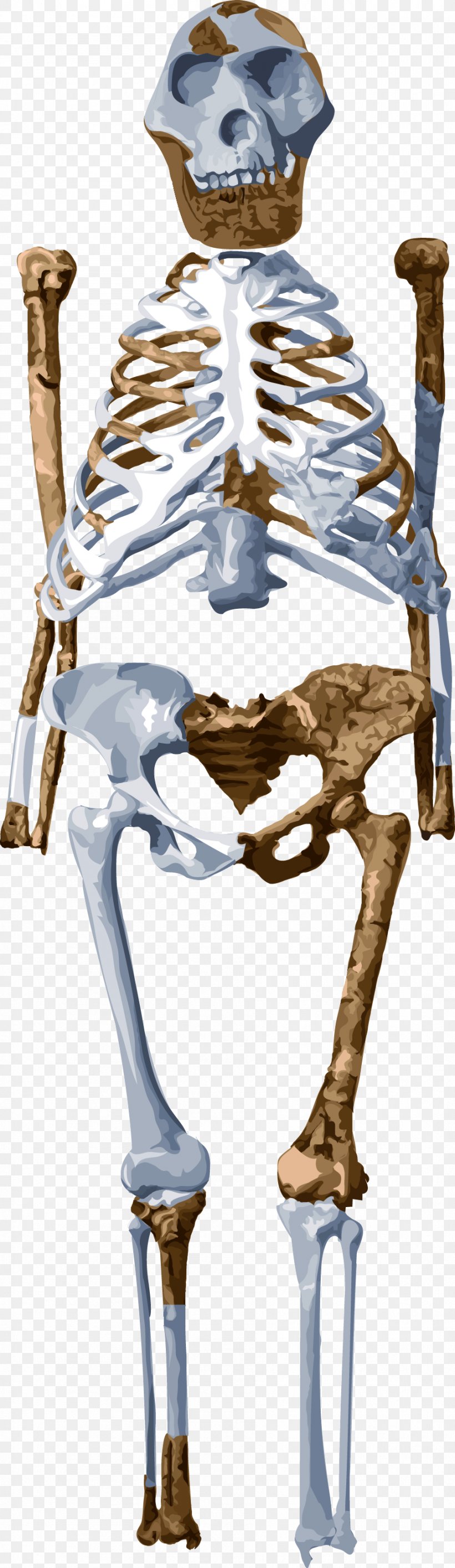 Skeleton Lucy Homo Sapiens Australopithecus Afarensis Fossil, PNG, 908x3132px, Skeleton, Ape, Australopithecus Afarensis, Australopithecus Sediba, Bipedalism Download Free