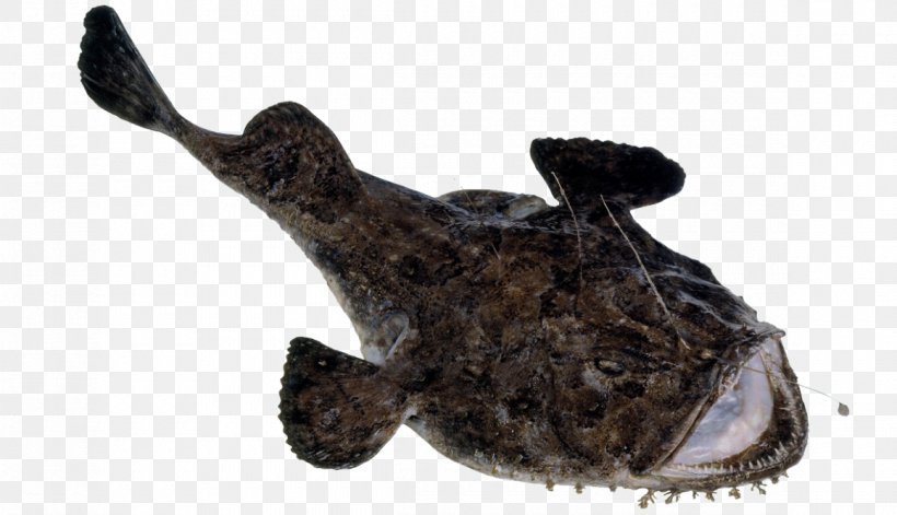 Anglerfish Anglerfish Turbot Seafood, PNG, 1160x667px, Fish, Angler, Anglerfish, Animal Figure, Baudroie Download Free