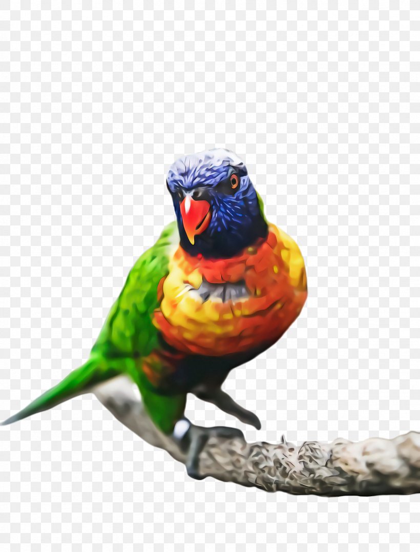 Bird Parrot, PNG, 1744x2292px, Parrot, Animal, Beak, Bird, Budgie Download Free