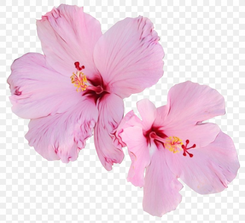 Cherry Blossom, PNG, 935x854px, Watercolor, Cherry Blossom, Chinese Hibiscus, Flower, Flowering Plant Download Free