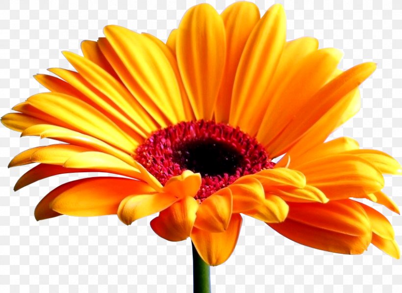 Transvaal Daisy Desktop Wallpaper Common Sunflower Screensaver ...