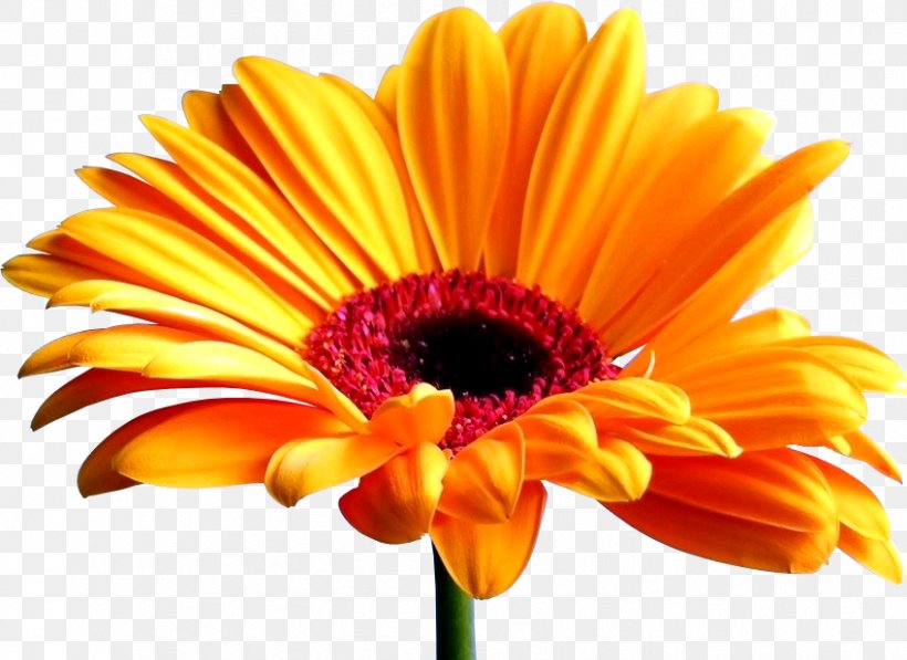 Transvaal Daisy Desktop Wallpaper Common Sunflower Screensaver, PNG, 849x619px, Transvaal Daisy, Close Up, Common Daisy, Common Sunflower, Cut Flowers Download Free