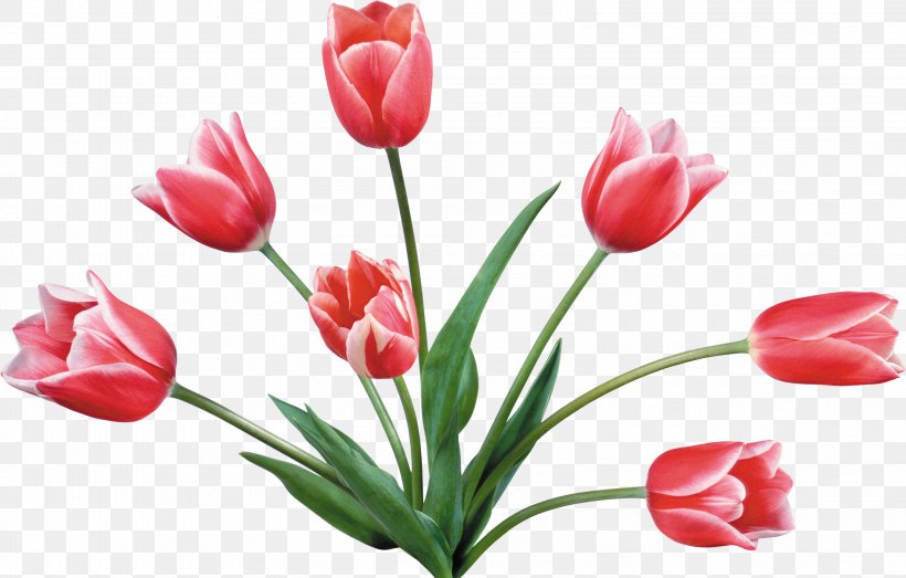Tulip Mania Flower Bouquet Clip Art, PNG, 3199x2042px, Tulip Mania, Arumlily, Bud, Cut Flowers, Drawing Download Free