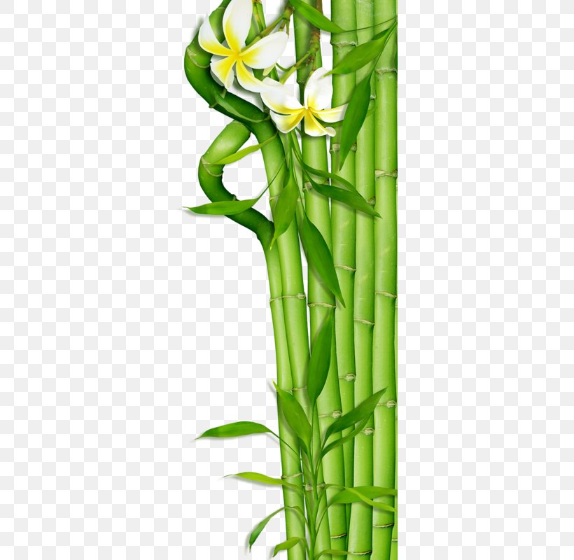 Bamboo Clip Art, PNG, 317x800px, Bamboo, Digital Image, Flower, Frangipani, Grass Family Download Free