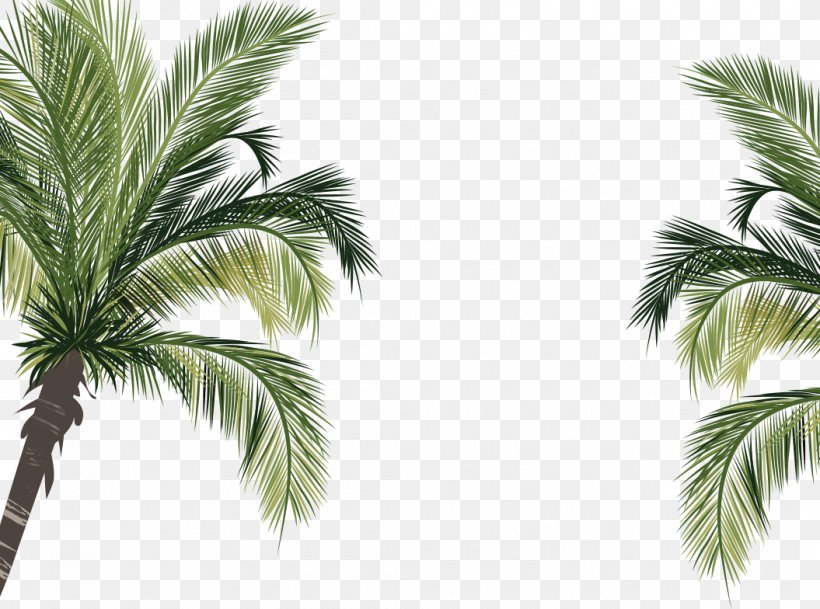 Coconut Arecaceae, PNG, 1055x784px, Coconut, Arecaceae, Arecales, Branch, Grass Download Free