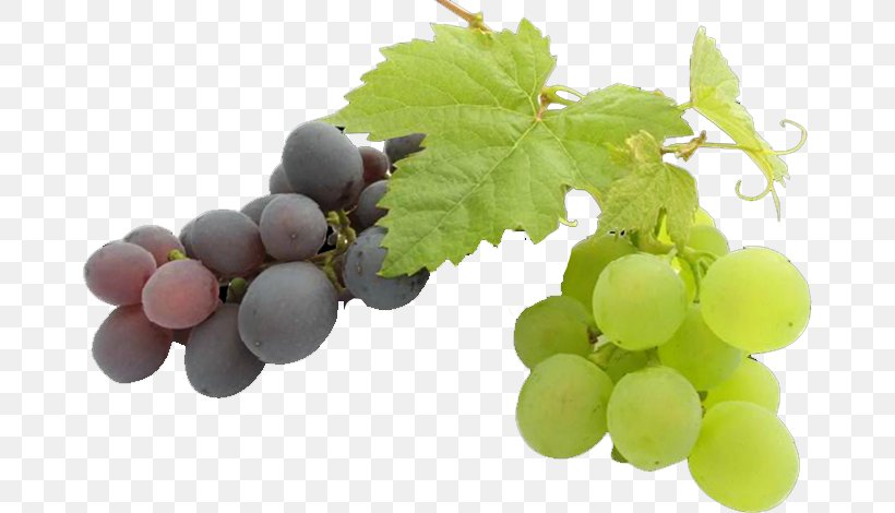 Common Grape Vine Grape Seed Oil Fruit, PNG, 668x470px, Common Grape Vine, Almond Oil, Food, Fruit, Grape Download Free
