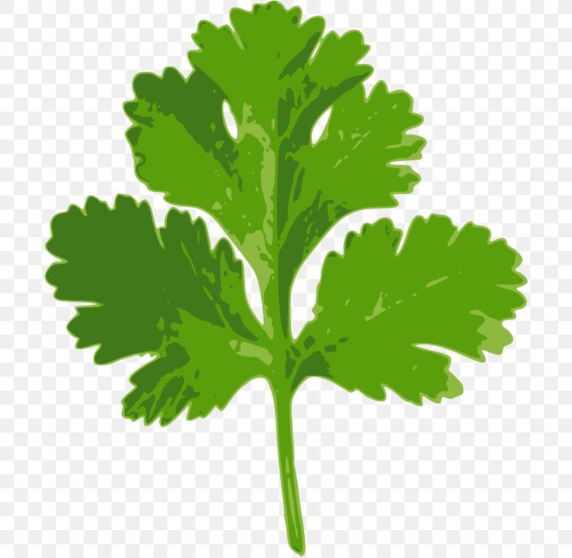 Coriander Iranian Cuisine Parsley Herb Wheat Beer, PNG, 697x800px, Coriander, Condiment, Cooking, Dish, Essential Oil Download Free