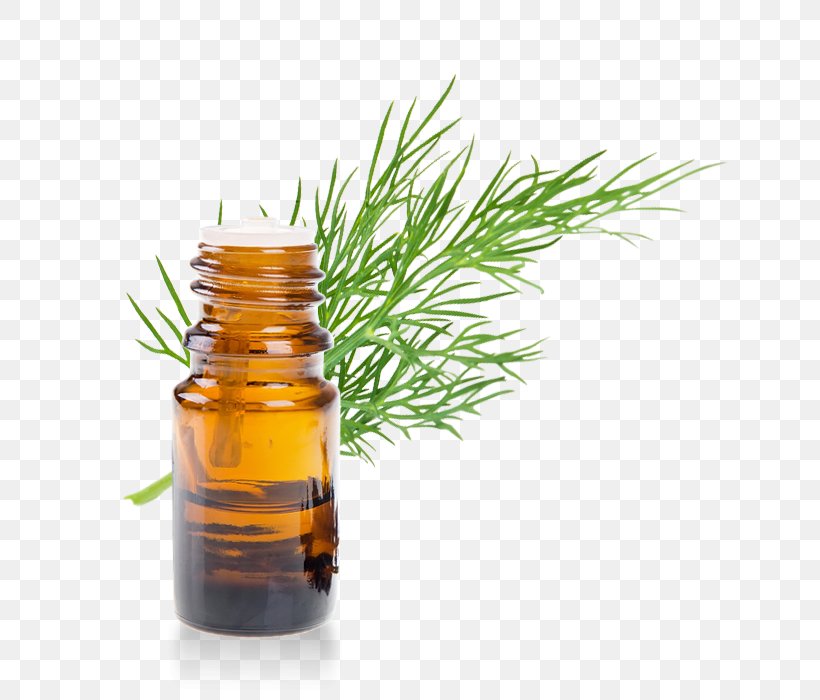 Essential Oil Eucalyptus Oil Aromatherapy Lavender Oil, PNG, 700x700px, Essential Oil, Aromatherapy, Bergamot Essential Oil, Bergamot Orange, Bottle Download Free