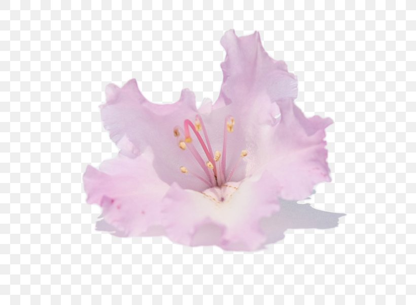 Hibiscus Azalea Flower Rhododendron Macrophyllum Rhododendron Arboreum, PNG, 600x600px, Hibiscus, Azalea, Drawing, Floral Emblem, Flower Download Free