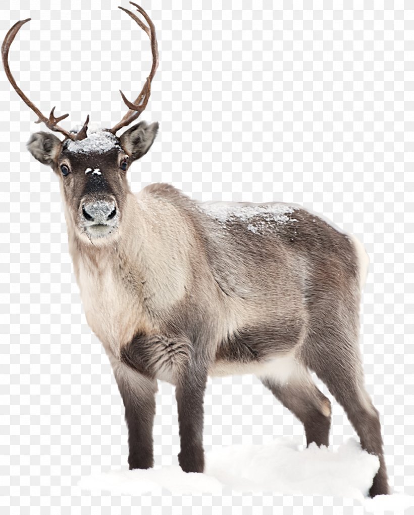 Reindeer Santa Claus Desktop Wallpaper Moose, PNG, 1409x1750px, Deer, Antler, Christmas, Elk, Fauna Download Free