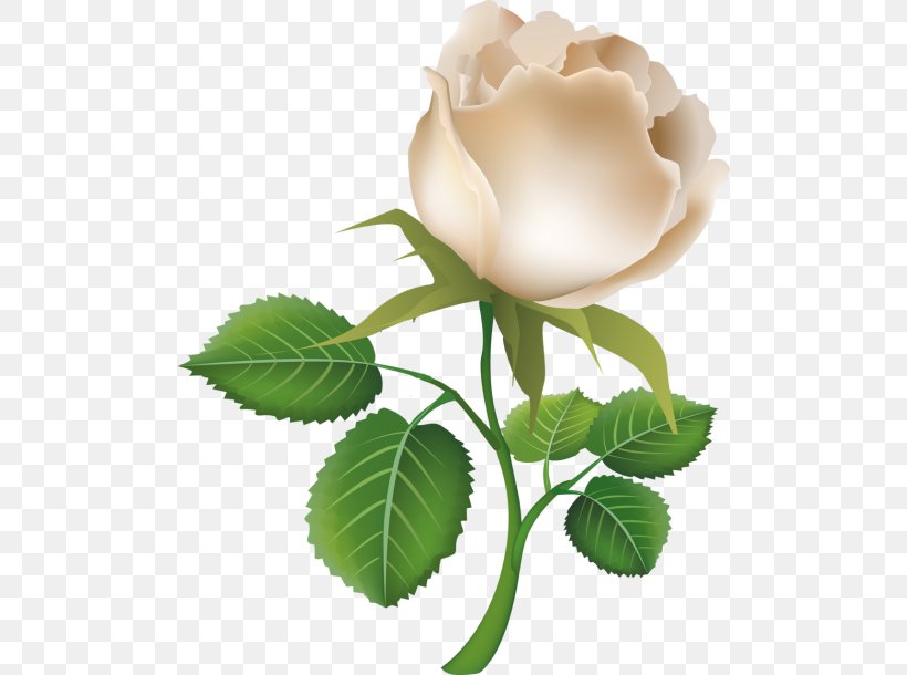 Rose Clip Art, PNG, 500x610px, Rose, Color, Cut Flowers, Flower, Flowering Plant Download Free