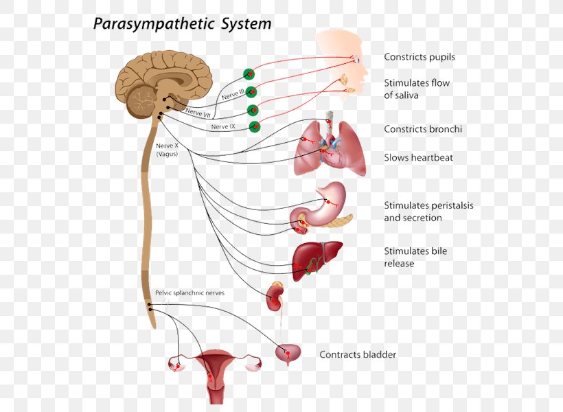 The Autonomic Nervous System Parasympathetic Nervous System, PNG