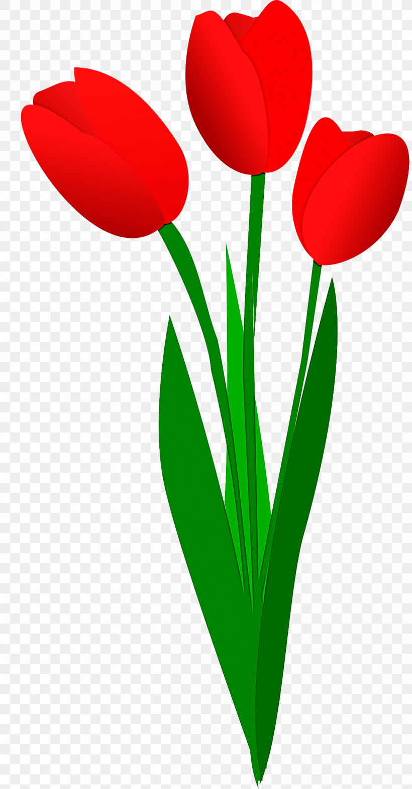 Tulip Red Flower Petal Plant, PNG, 1254x2400px, Tulip, Coquelicot, Cut Flowers, Flower, Pedicel Download Free