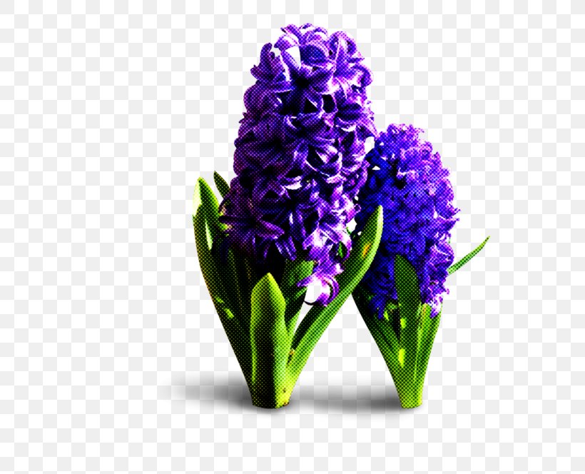 Flower Hyacinth Plant Purple Violet, PNG, 600x664px, Flower, Cut Flowers, Delphinium, Grape Hyacinth, Hyacinth Download Free