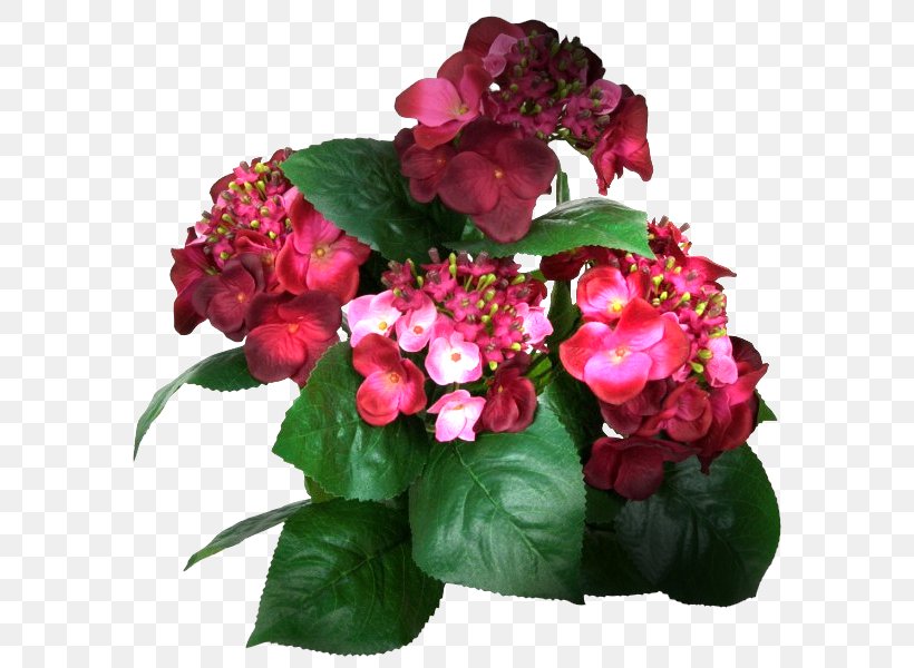 French Hydrangea Cut Flowers Tea Of Heaven Color, PNG, 600x600px, French Hydrangea, Annual Plant, Artificial Flower, Begonia, Blue Download Free