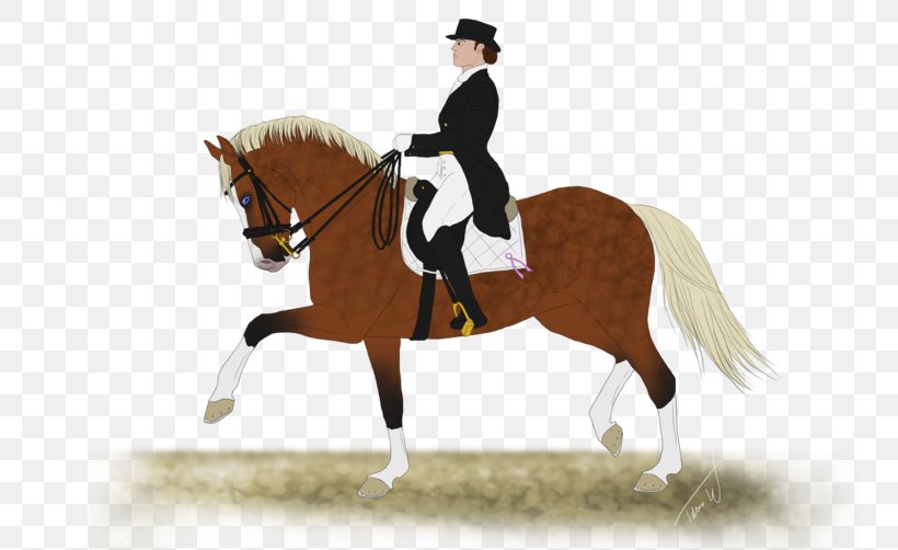 Hunt Seat Stallion Rein Horse Dressage, PNG, 800x502px, Hunt Seat, Animal Sports, Animal Training, Bit, Bridle Download Free