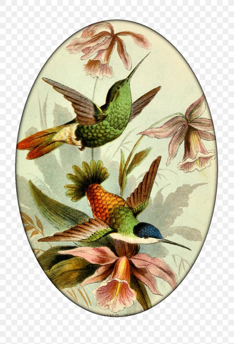 John Gould's Hummingbirds Printmaking, PNG, 919x1351px, Hummingbird, Art, Beak, Bird, Birdcage Download Free