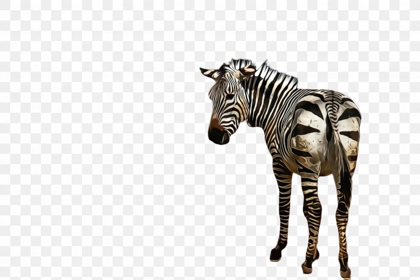 Zebra Wildlife Animal Figure Terrestrial Animal Snout, PNG, 2448x1632px, Watercolor, Animal Figure, Mane, Paint, Quagga Download Free