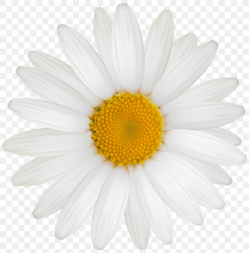 Common Daisy Clip Art, PNG, 3000x3048px, Common Daisy, Bitmap, Bmp File Format, Chamaemelum Nobile, Chrysanths Download Free