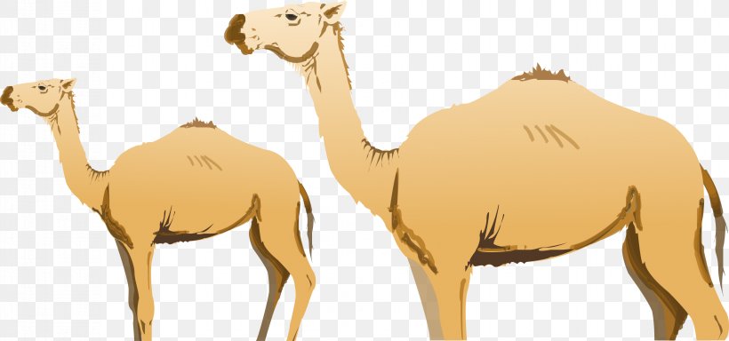 Dromedary Bactrian Camel Ijoukak, PNG, 3663x1716px, Dromedary, Arabian Camel, Bactrian Camel, Camel, Camel Like Mammal Download Free