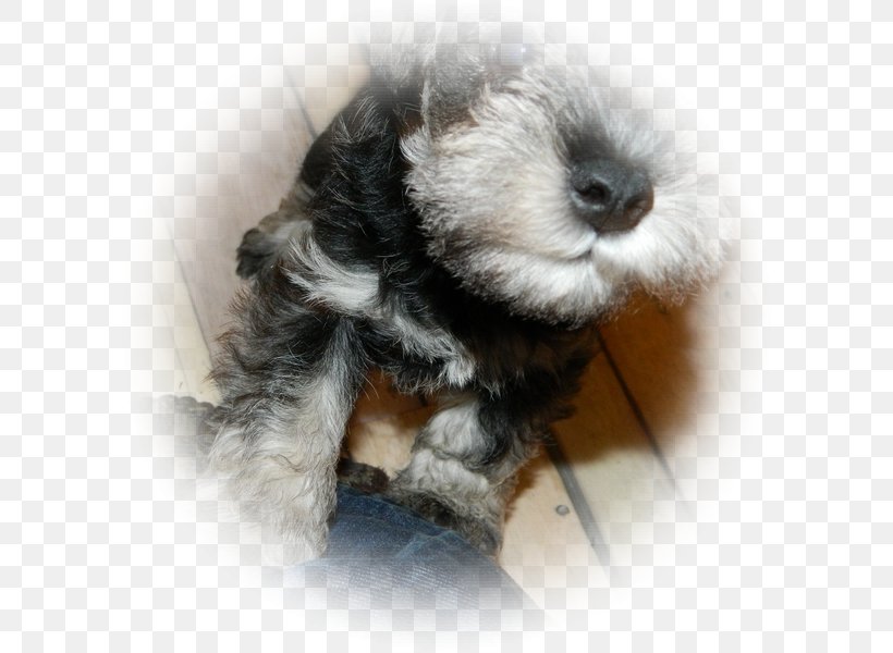 Miniature Schnauzer Schnoodle Puppy Dog Breed, PNG, 600x600px, Miniature Schnauzer, Breed, Carnivoran, Dog, Dog Breed Download Free