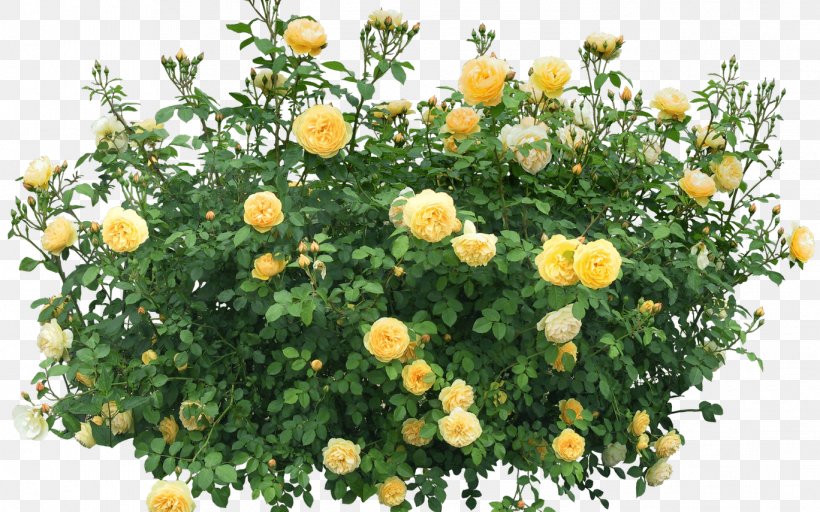 Shrub Rose Flower Clip Art, PNG, 1368x855px, Shrub, Annual Plant, Chrysanths, Flower, Flowering Plant Download Free