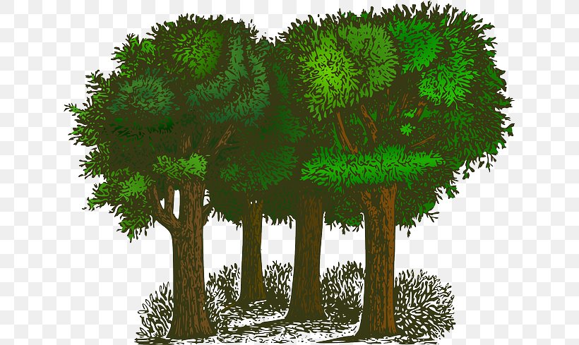 Tree Shrub Clip Art, PNG, 640x489px, Tree, Biome, Branch, Christmas Tree, Document Download Free