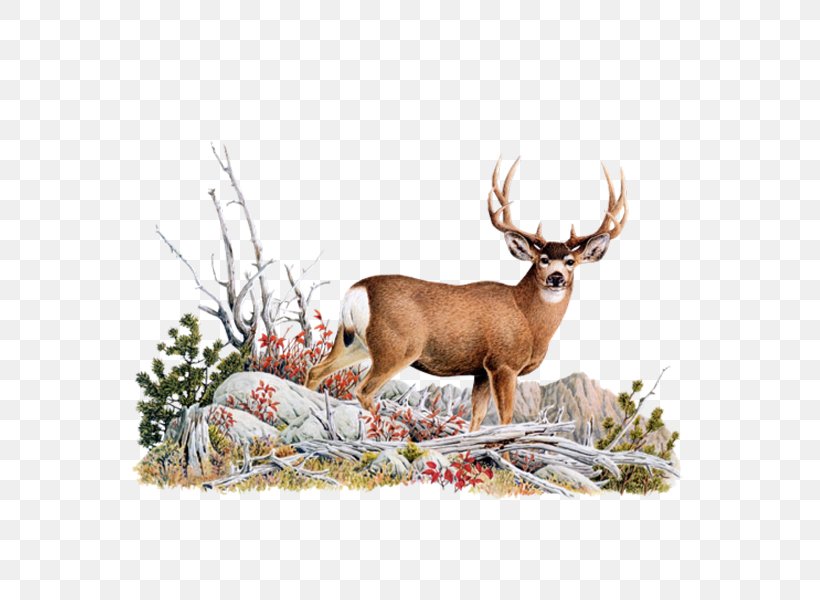 White-tailed Deer Mule Deer Red Deer, PNG, 600x600px, Whitetailed Deer, Antler, Blacktailed Deer, Deer, Deer Hunting Download Free