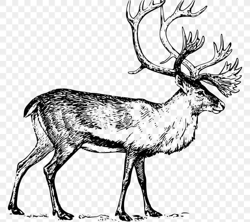 Deer Drawing Boreal Woodland Caribou Line Art Clip Art, PNG, 768x729px, Deer, Antler, Arts, Black And White, Boreal Woodland Caribou Download Free