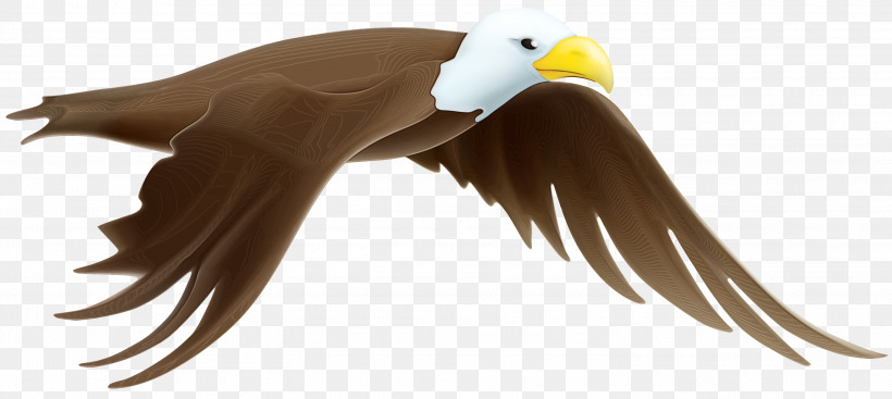 Feather, PNG, 3000x1344px, Watercolor, Bald Eagle, Beak, Bird, Bird Of Prey Download Free
