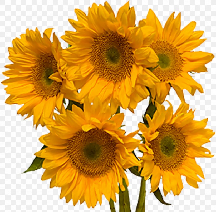 Humour Idea Desktop Wallpaper Flower, PNG, 876x862px, Humour, Annual Plant, Common Sunflower, Cut Flowers, Daisy Family Download Free