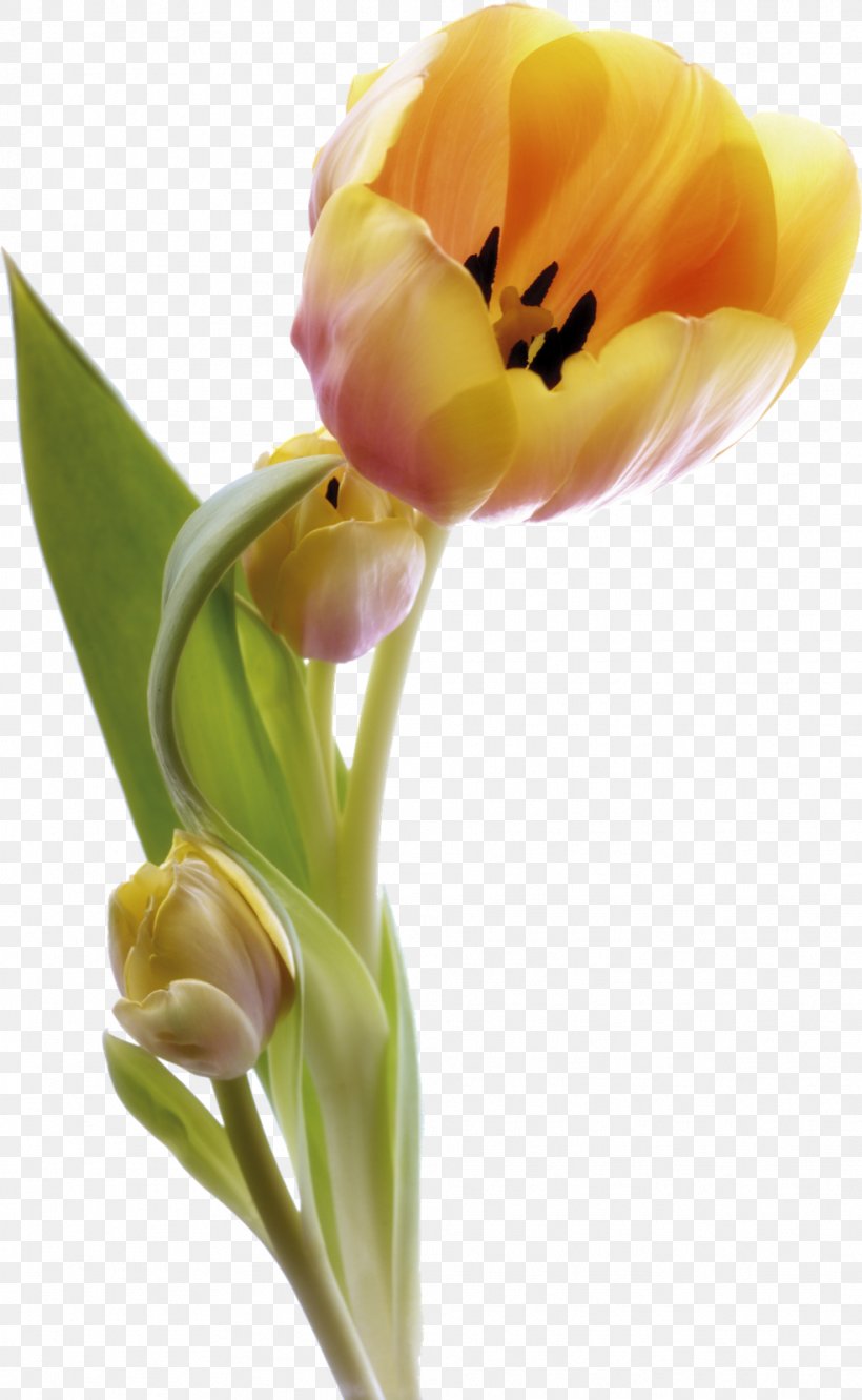 Morning Good Happiness Thursday, PNG, 985x1600px, Morning, Animation, Blessing, Bud, Cut Flowers Download Free
