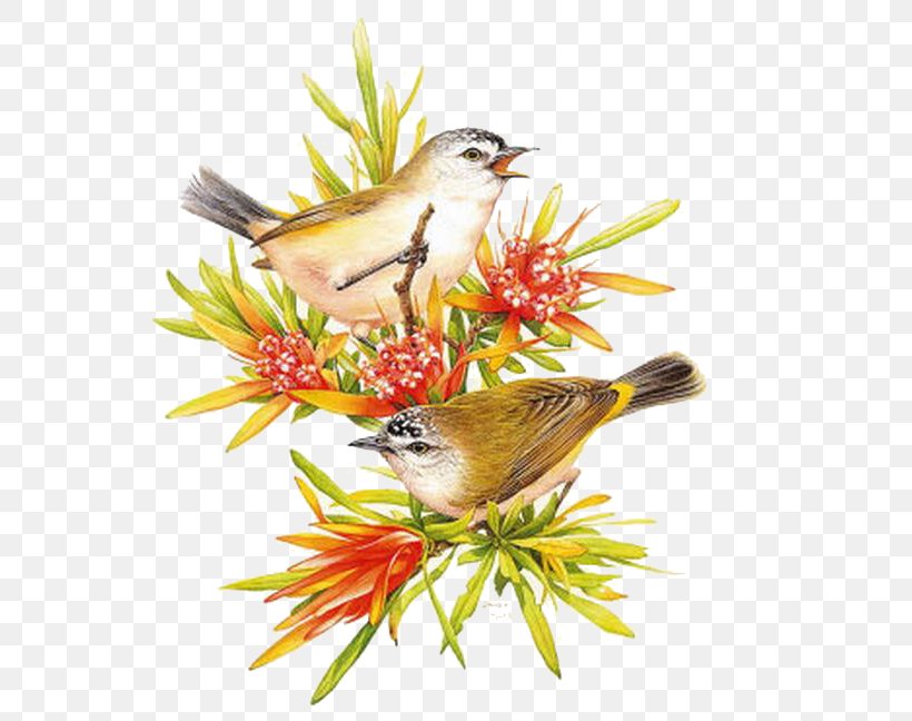 Australia Bird Painting Art, PNG, 578x648px, Australia, Art, Artist, Australian Art, Beak Download Free