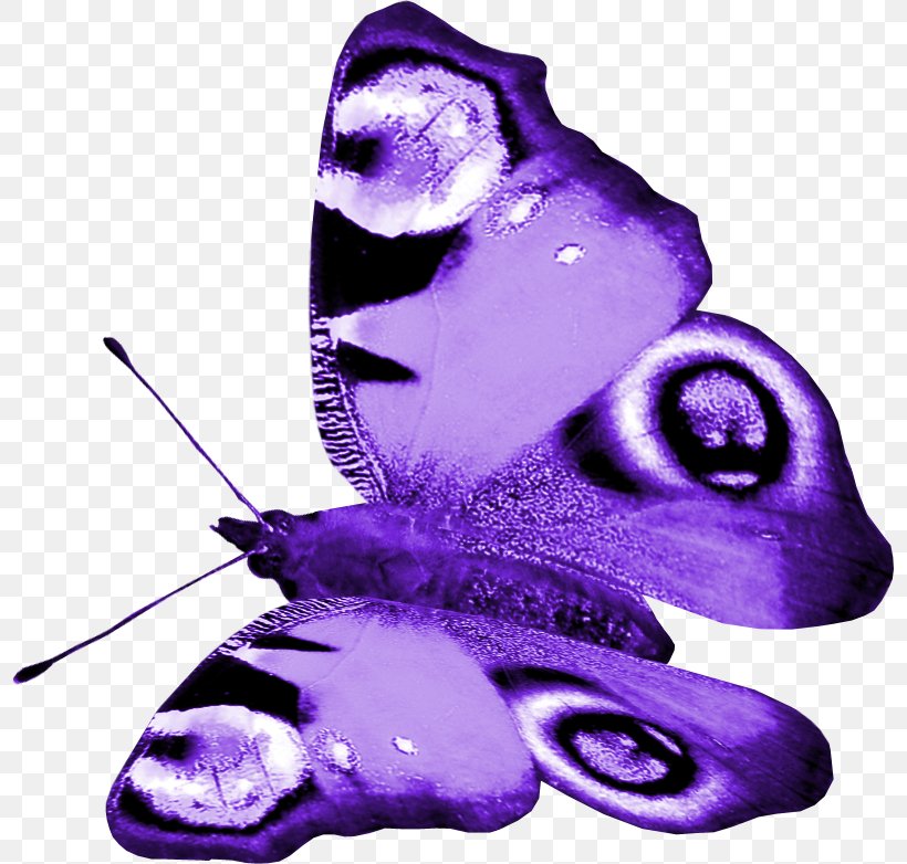 Butterfly Purple Insect, PNG, 797x782px, Butterfly, Butterflies And Moths, Cyan, Insect, Moths And Butterflies Download Free
