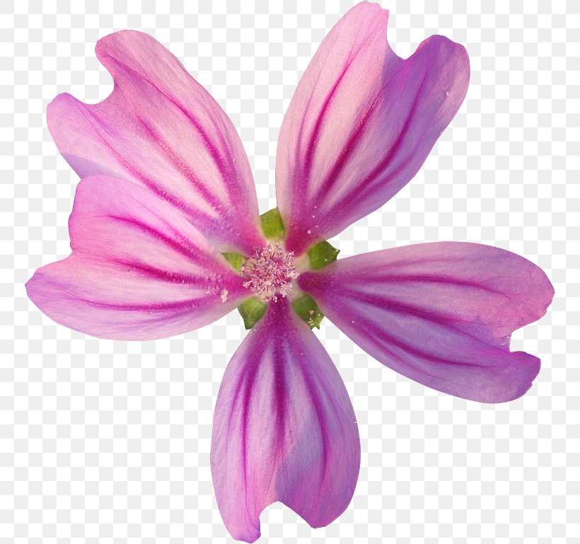 Flower Royalty-free Photography, PNG, 750x769px, Flower, Clipping Path, Description, Flowering Plant, Herbaceous Plant Download Free