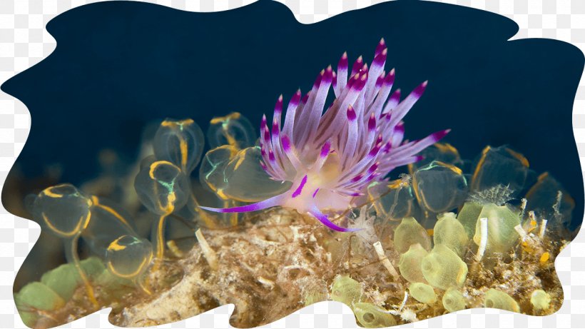 Sipadan-Mabul Resort Underwater Diving Muck Diving, PNG, 1280x720px, Sipadan, Aquanaut, Cactus, Coast, Coral Download Free