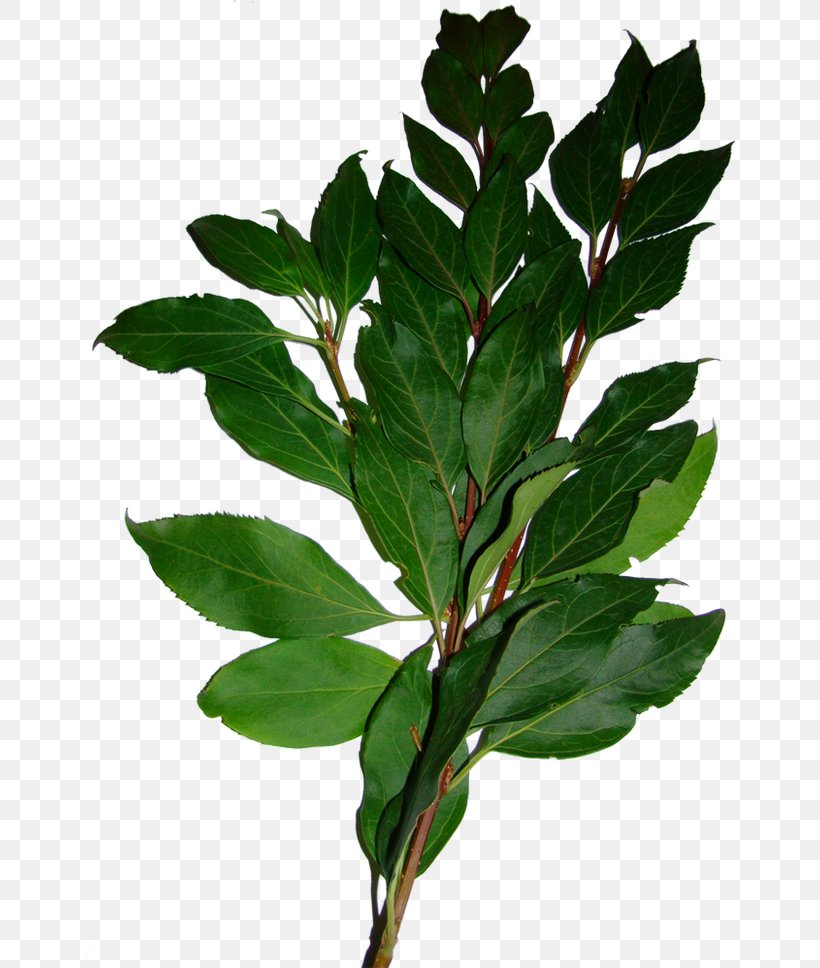 Bay Laurel Leaf Tree Shrub, PNG, 650x968px, Bay Laurel, Bay Leaf, Branch, Evergreen, Green Download Free