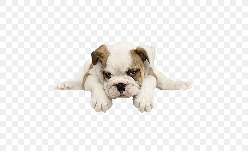 Bulldog Yorkshire Terrier Puppy Golden Retriever Labrador Retriever, PNG, 500x500px, Bulldog, American Bulldog, Australian Bulldog, British Bulldogs, Canidae Download Free